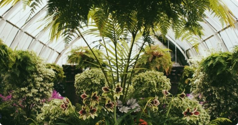 Stunning flowers in the glasshouse at the Botanic Gardens in Christchurch New Zealand 